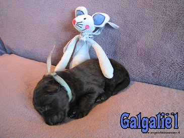 Galgaliël, zwarte ODH reu van 1 week oud